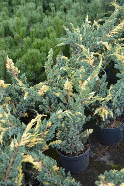 Можжевельник чешуйчатый Голден Флейм - хвоя густая, игольчатая, серебристо-голубая с кремовыми пятнами