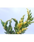 Можжевельник чешуйчатый Голден Флейм | Ялівець лускатий Голден Флейм | Juniperus squamata Golden Flame