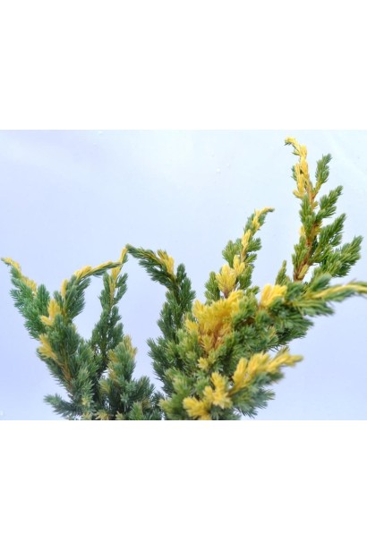Можжевельник чешуйчатый Голден Флейм