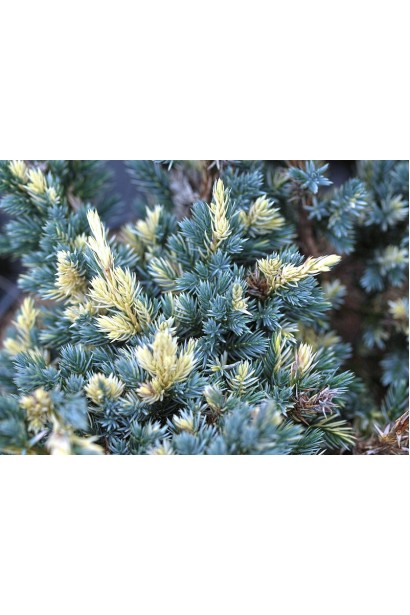 Можжевельник чешуйчатый Голден Флейм