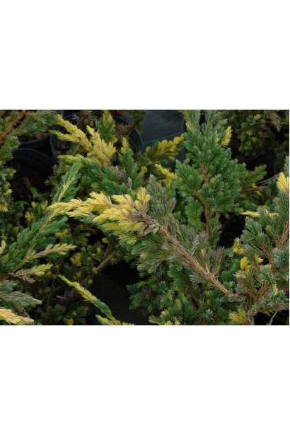Juniperus squamata Golden Flame
