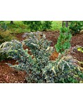 Ялівець лускатий Голден Флейм | Juniperus squamata Golden Flame | Можжевельник чешуйчатый Голден Флейм