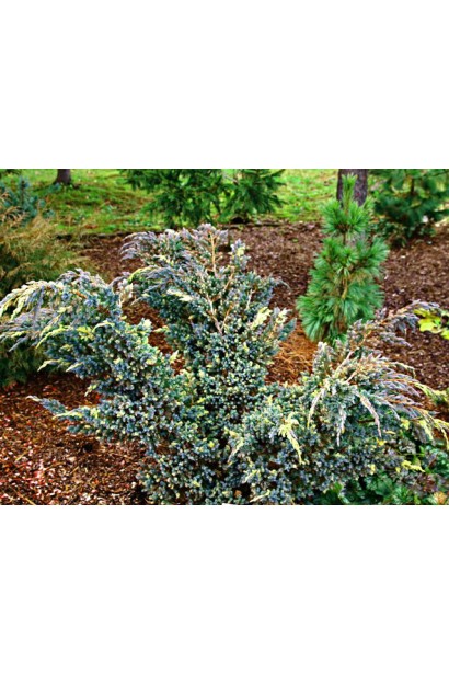 Можжевельник чешуйчатый Голден Флейм в ландшафте