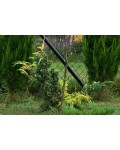 Ялівець лускатий Голден Флейм | Juniperus squamata Golden Flame | Можжевельник чешуйчатый Голден Флейм