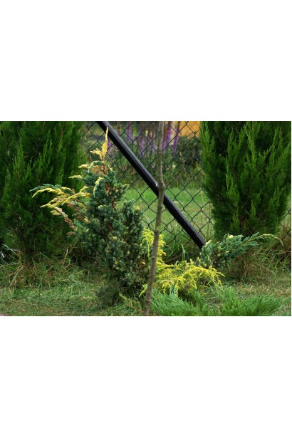 Можжевельник чешуйчатый Голден Флейм