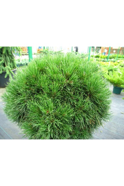 Pinus mugo Varella – декоративная сосна со стойкостью к экстремальным условиям.