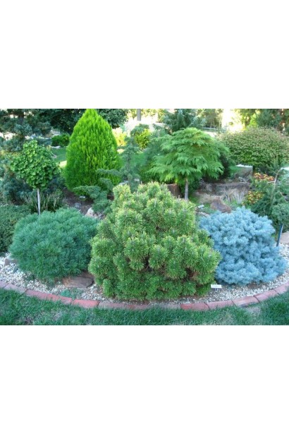 Pinus mugo Varella – идеальный выбор для укрепления склонов и рокариев.