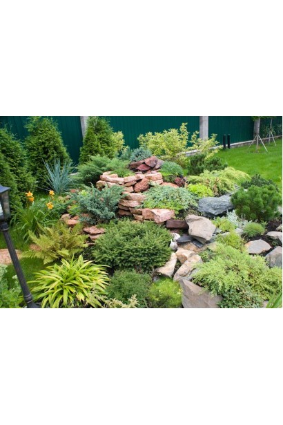 Сосна горная Варелла в ландшафте