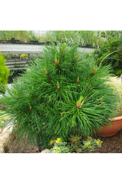 Сосна горная Варелла – декоративное растение для садов и ландшафтного дизайна.