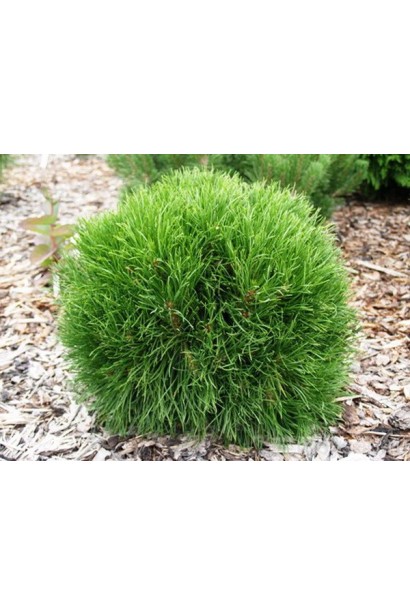 Сосна горная Варелла – компактный хвойник с мягкой ярко-зеленой хвоей.