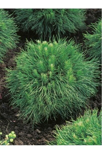 Сосна горная Варелла – морозостойкий хвойник с декоративным видом.