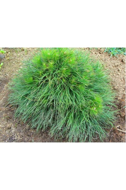 Pinus mugo Varella – декоративная горная сосна с густой округлой кроной.