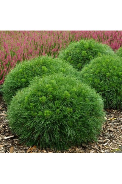 Pinus mugo Varella – низкорослый сорт с плотной и густой хвоей.