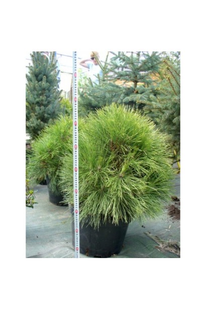 Сосна горная Варелла 