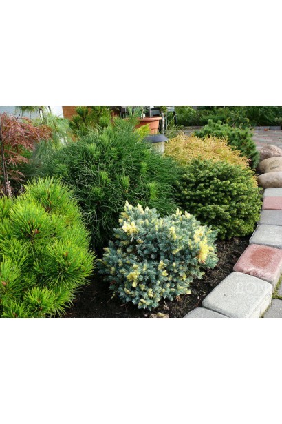 Pinus mugo Varella – уникальная форма горной сосны для альпийских горок.