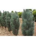 Сосна звичайна Глаука Фастігіата | Pinus sylvestris Glauca Fastigiata | Сосна обыкновенная Глаука Фастигиата