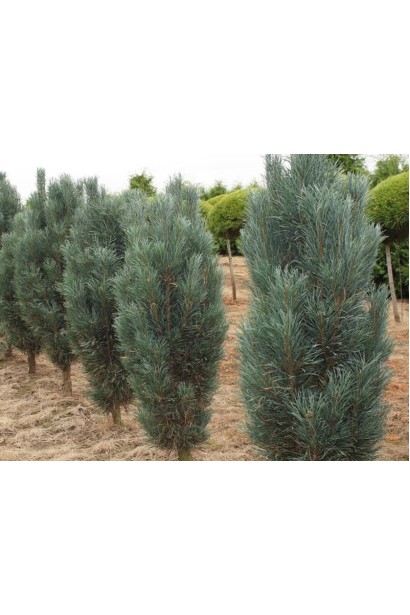 Висока сосна для невеликих ділянок і алей