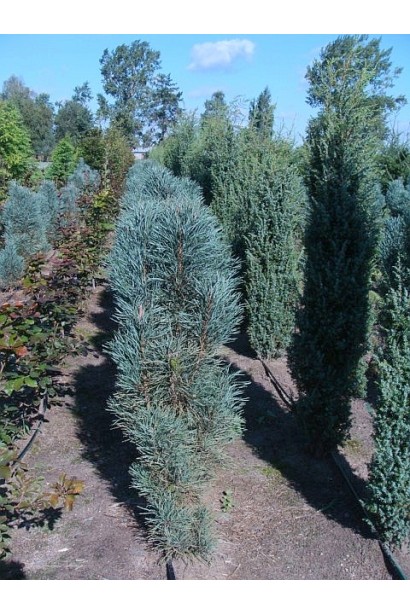 Хвойна рослина із строгими вертикальними лініями.