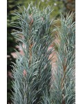 Сосна звичайна Глаука Фастігіата | Pinus sylvestris Glauca Fastigiata | Сосна обыкновенная Глаука Фастигиата