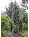 Сосна обыкновенная Глаука Фастигиата | Сосна звичайна Глаука Фастігіата | Pinus sylvestris Glauca Fastigiata