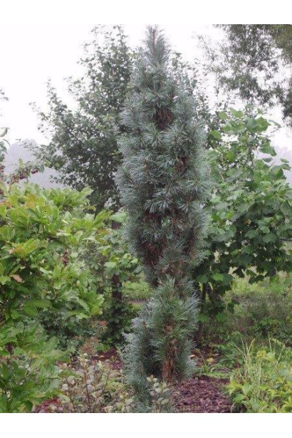 Pinus sylvestris Glauca Fastigiata у ландшафтному дизайні