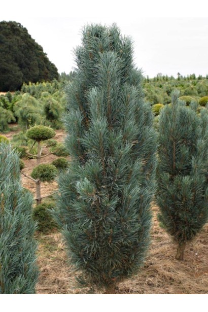 Хвойне дерево із щільною вертикальною кроною