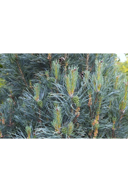 Сосна звичайна Глаука Фастігіата хвоя