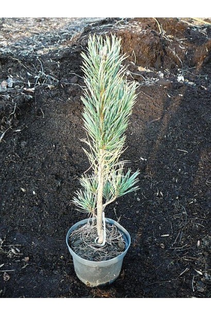 Сосна звичайна Фастігіата в контейнері