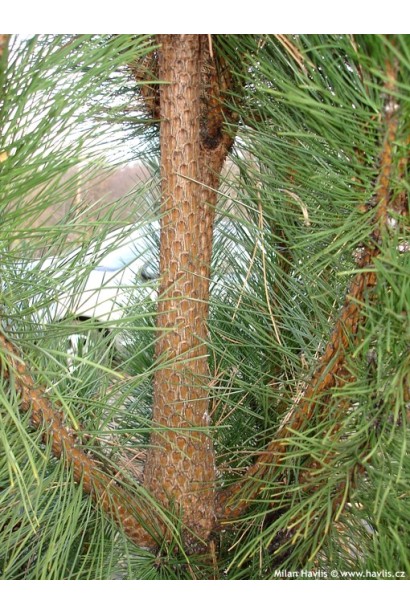 Декоративный ствол сосны черный Пирамидалис