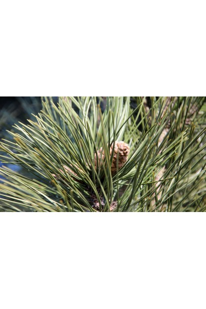 Хвоя сосны "Пирамидалис" с насыщенным зеленым оттенком.