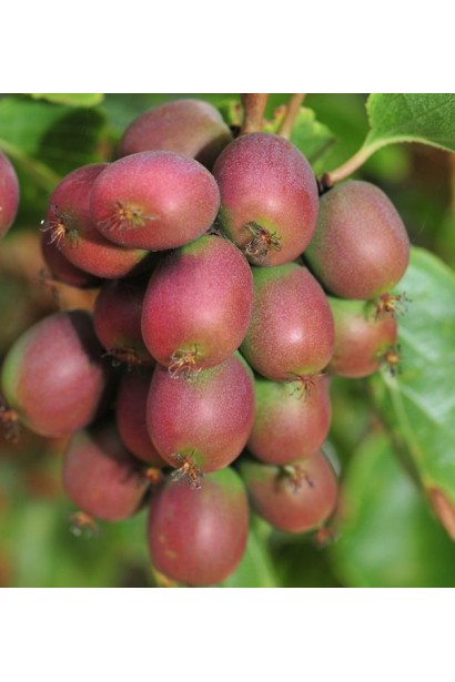 Плоды актинидии Ананасова зеленые с красным румянцем