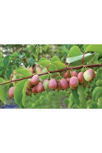 Actinidia arguta Ananasnaya