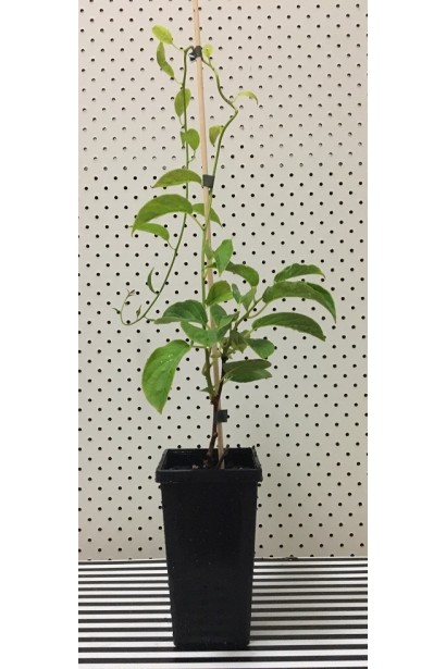 Киви актинидия сорт Ананасовый контейнер 0,5л