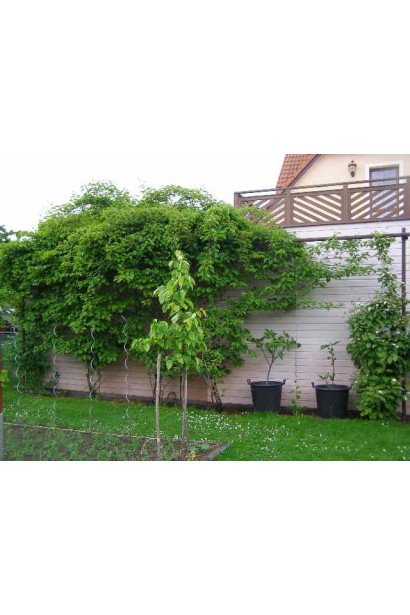 Актинидия аргута Ананасова в ландшафтном дизайне