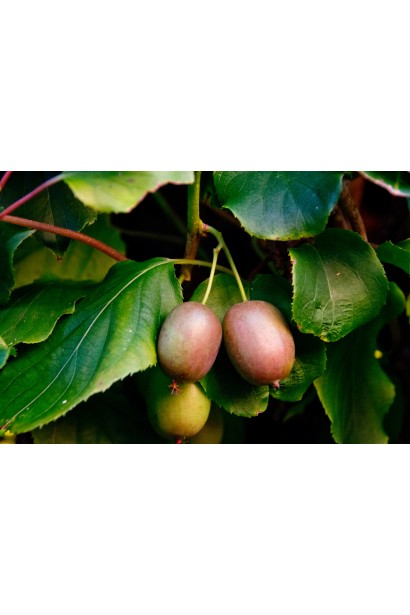 Киви сорт Ананасова ягоды