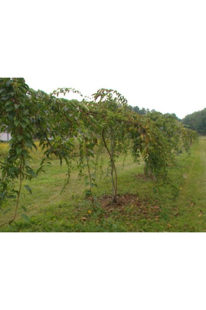 Актинидия аргута Ананасова в поле