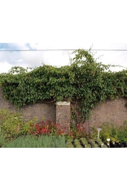 Актинидия Ананасная на заборе