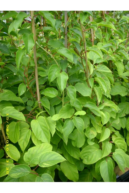 Актинидия Ananasnaya саженцы с бамбуковой опорой