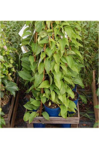 Актинидия Ананасова плетистая