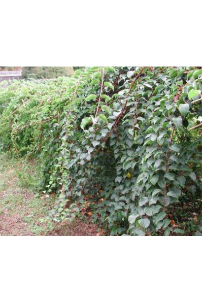 Актинидия сорт Ананасовая ползучая лиана