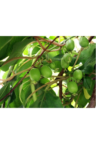 Актинидия аргута Ананасова зеленые плоды