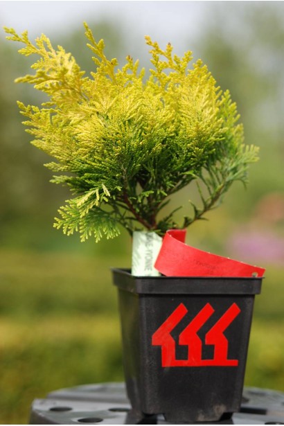 Кипарисовик Лавсона Івонне саджанець Р9