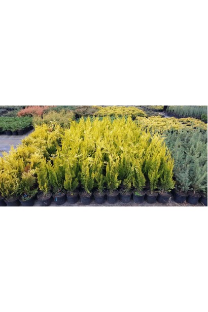 Chamaecyparis lawsoniana Ivonne / Yvonne