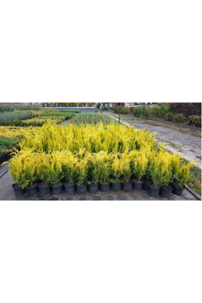 Кипарисовик Лавсона Івон саджанці в садовому центрі