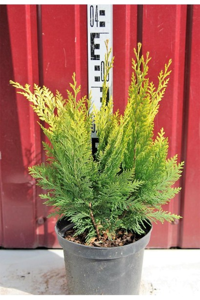 Кипарисовик Лавсона Івонне 20-30 см