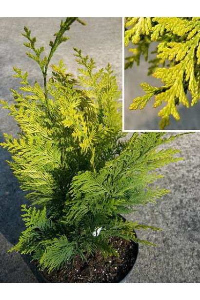 Кипарисовик Лавсона Івонне золотисто-жовта хвоя