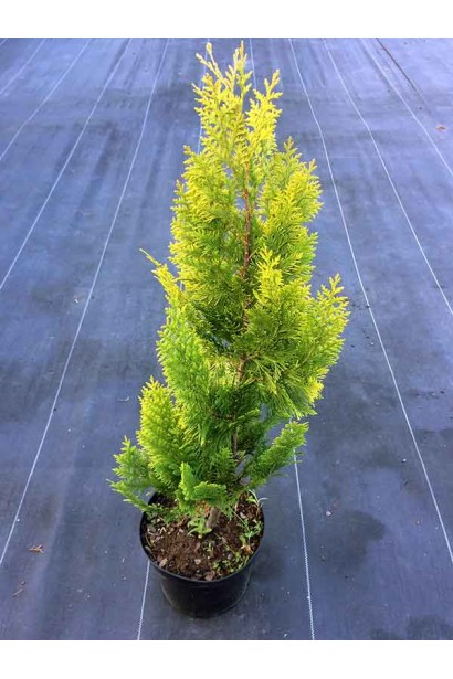 Кипарисовик Лавсона Івонне / Івон