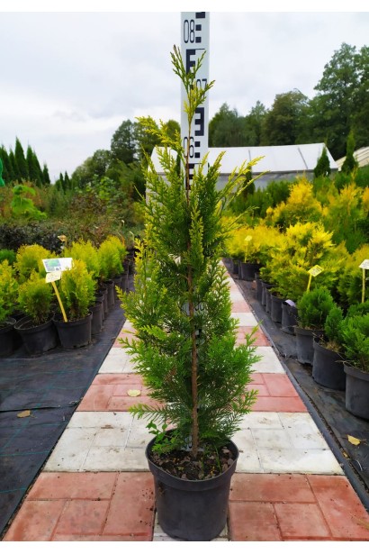 Кипарисовик Лавсона Івонне 60-80 см горщик5 л