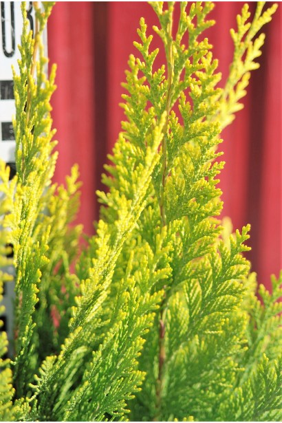 Кипарисовик Лавсона Ivonne 