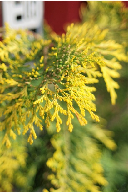 Жовта хвоя кипарисовика Івонне